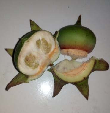 buah pedada